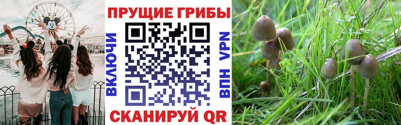 Псилоцибиновые грибы Psilocybine cubensis  Заволжье 